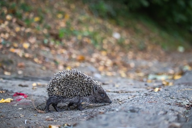 他以标志性 他以标志性
