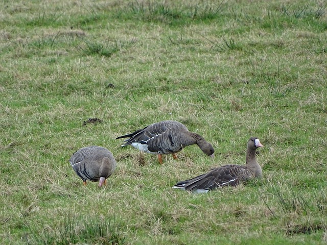 欧联附加赛对阵出炉 曼联16强潜在对手浮现.