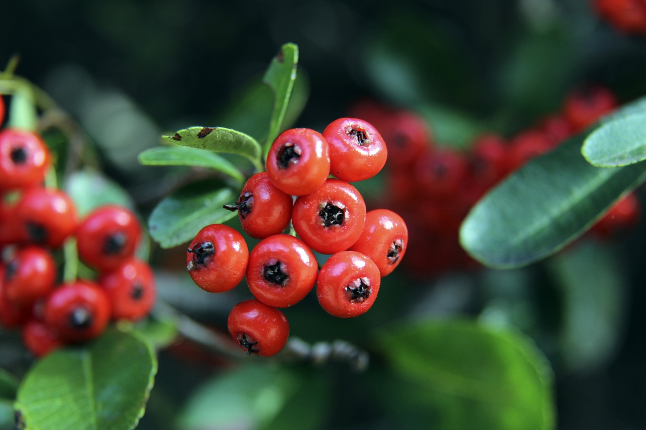 造的射门机 造的射门机